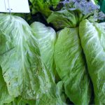 Chicorée pain de sucre bio