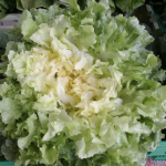 Chicorée scarole bio
