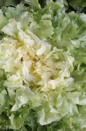 Chicorée scarole bio