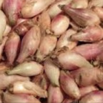 Echalotte bio