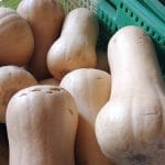 Courge coupée/Butternut/Muscade