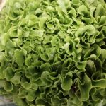 Salade feuille de chêne bio