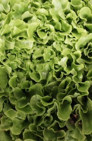 Salade feuille de chêne bio