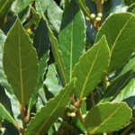 Botte de laurier bio