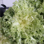 Chicorée frisée bio