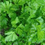 Botte de coriandre bio