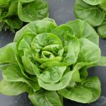 Laitue bio