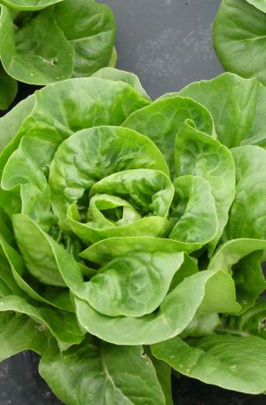 Laitue bio